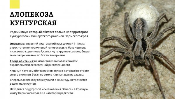 Алапекоза Кунгурская