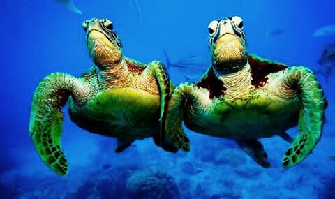 черепахи 153532