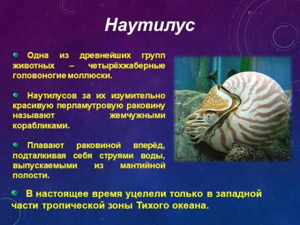 Наутилус