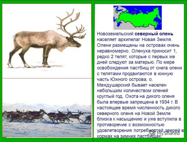 Северный олень