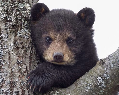 Вот такой я символ России