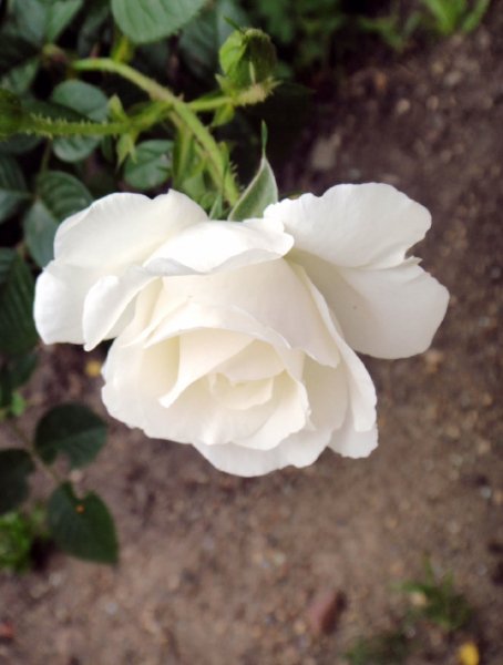 Без названия(22)