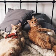 Images - 2025-08-12T144055.122