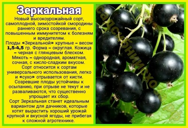 Чёрная смородина