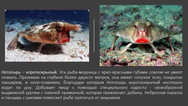 Нетопырь