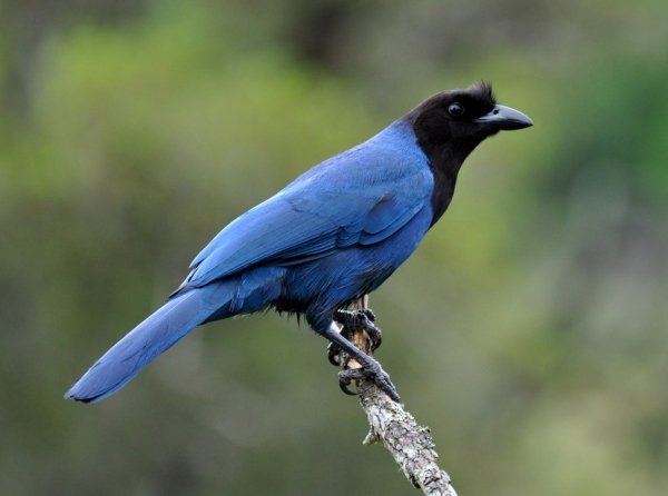 Лазурная разноцветная сойка