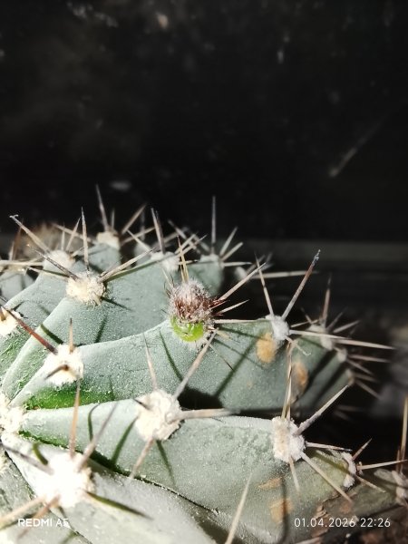 Эхинопсес наращивает бутон