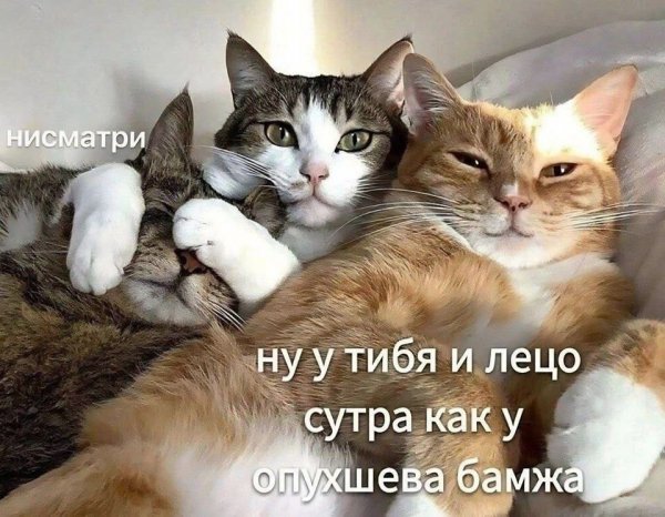ISvpZiECXJk