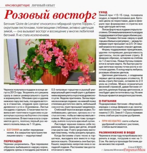 Розовый восторг