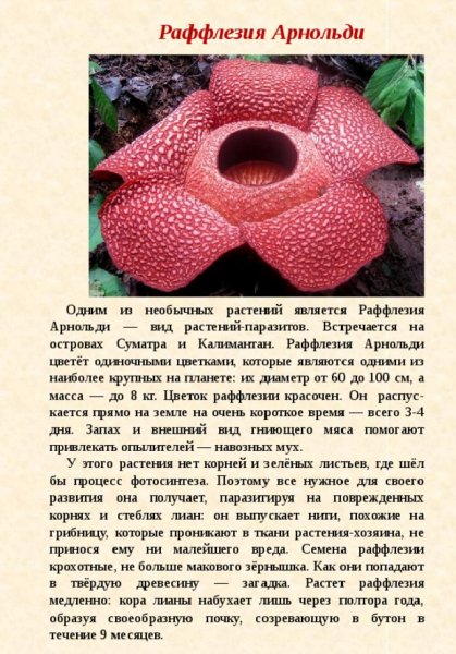 Раффлезия Арнольди