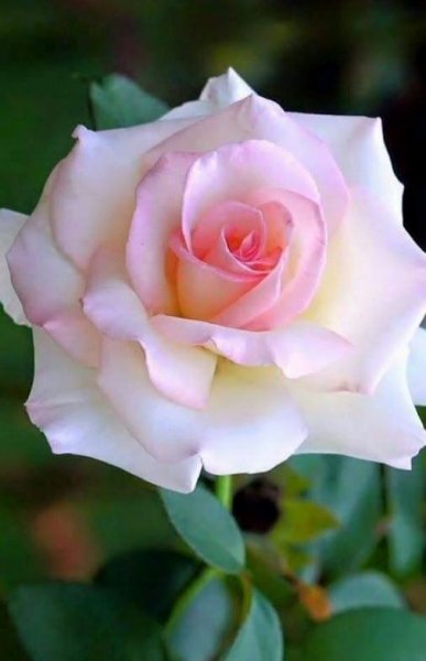 Біло-рожева троянда 2