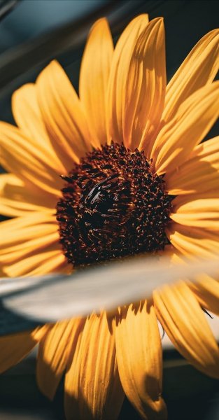 Арт Коллекция