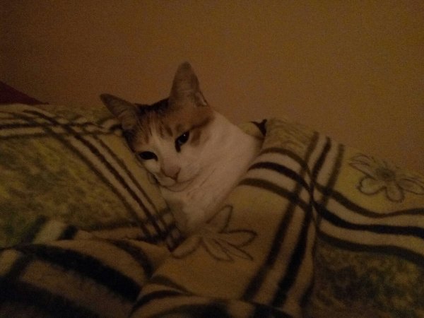 picture_412573207