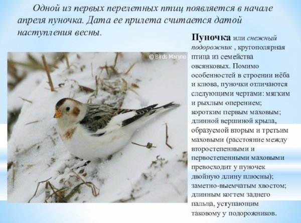 Пуночка