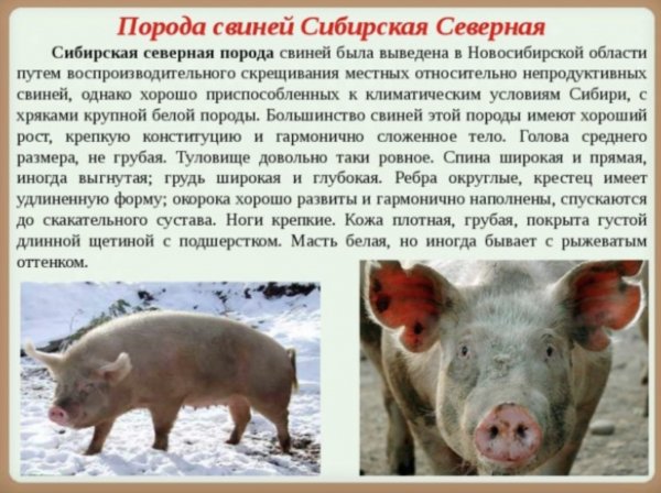 Sibirskaya-severnaya