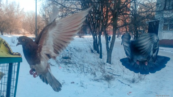Голубь