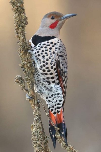 Северный Дятел