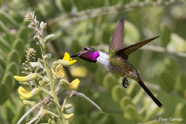 Колибри Doricha eliza