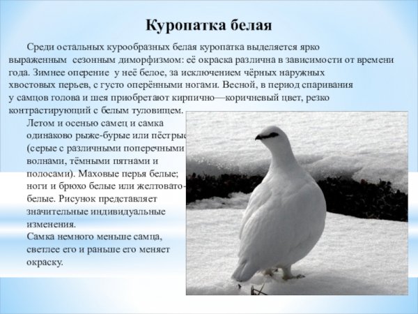 Куропатка белая