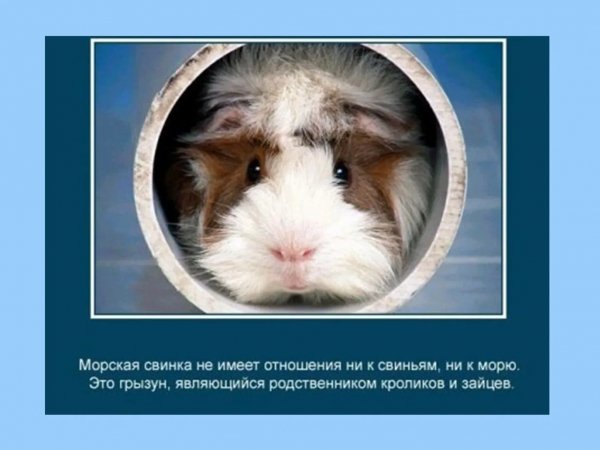 Морская свинка