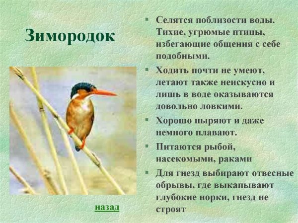 Зимородок