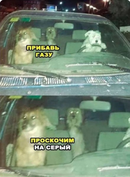 a8143fb samye-smeshnye-kartinki-i-memy-nedeli-12