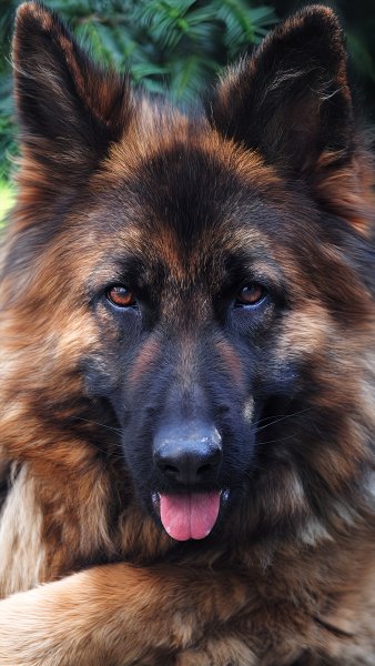 Немецкая овчарка