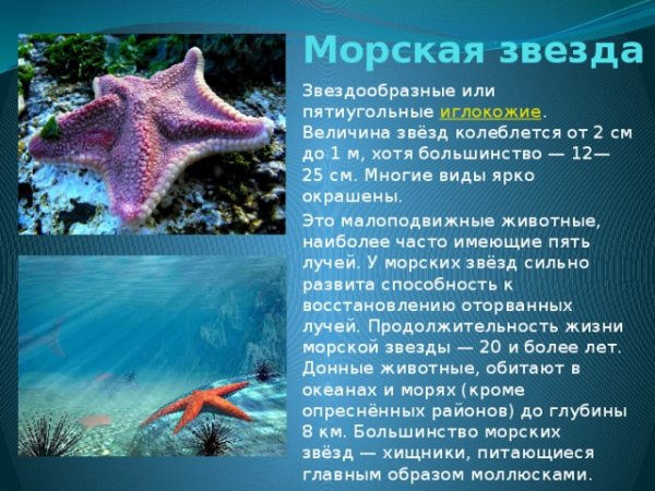 Морская звезда