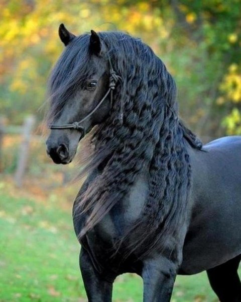 красавчик