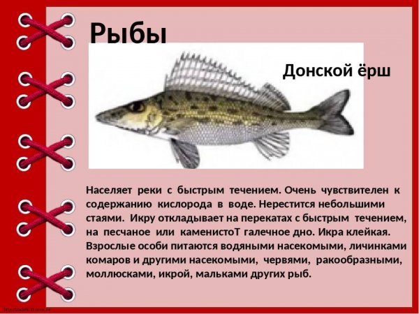 Донской ëрш