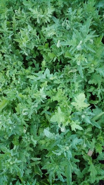 Мак в бутонах