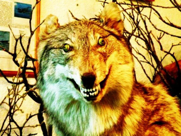 Волкулака-yлыбака