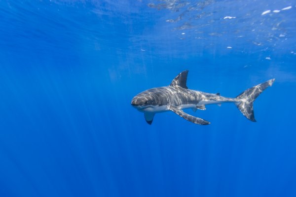 Sharks Underwater world 532345 5199x3466
