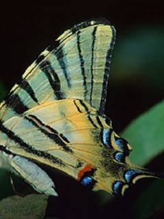 Insects 020
