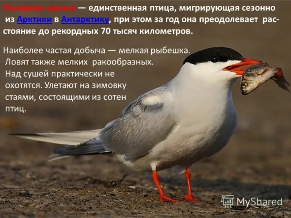 Полярная крачка