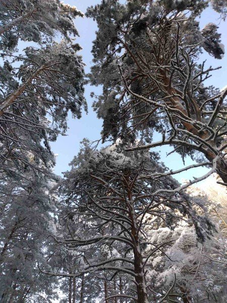 Мороз и солнце День чудесный