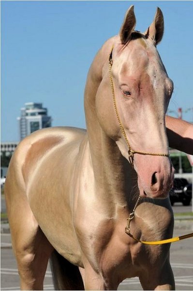 Ахалтекинский жеребец Ак Гез