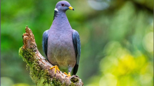 Assorti (HD Wallpapers. Part 279 (31)