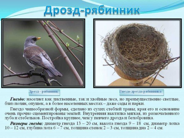 Дрозд-рябинник