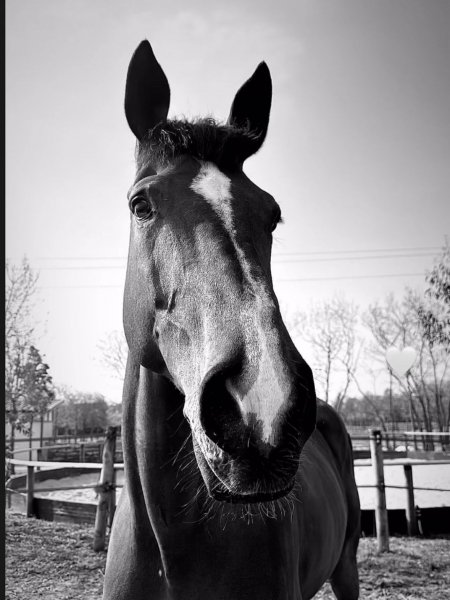 BEST HORSE