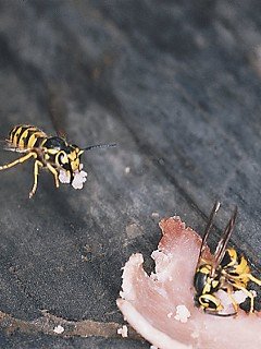 Insects 009