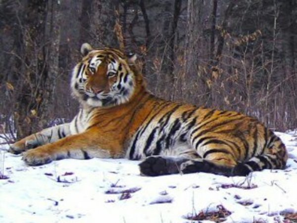 Amurskii Tigr