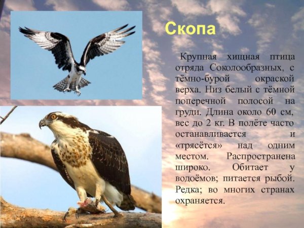 Скопа
