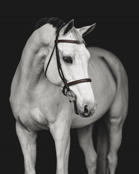 MEDIA # OF HORSE