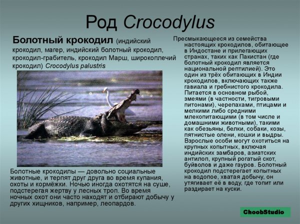Болотный крокодил