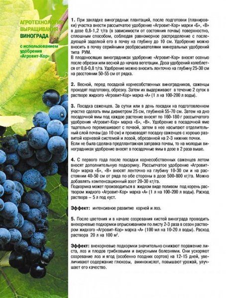 Агротехника выращивания винограда
