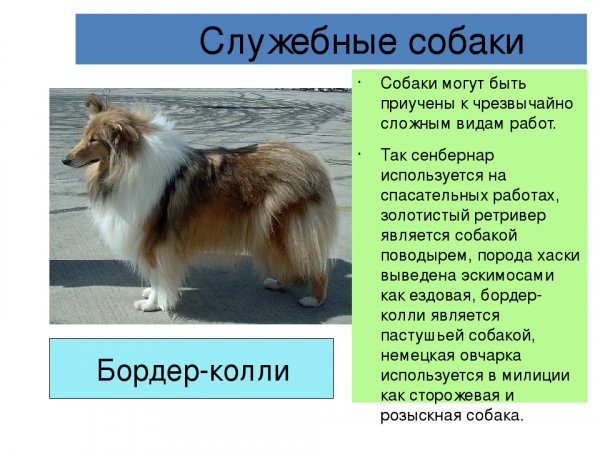 Бордер - колли