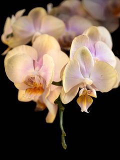 Orhideia tsvetok lepestki