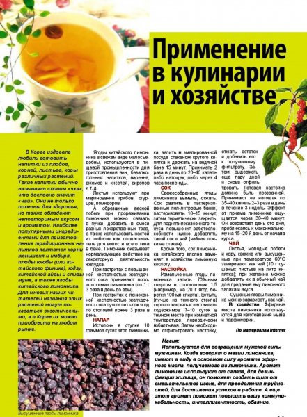 Китайский лимонник