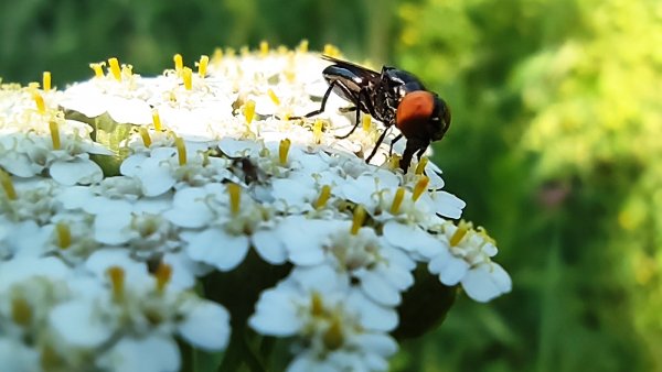 Муха Золотобрюшка